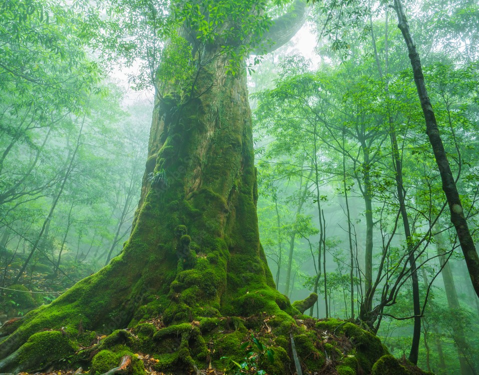 ダウジングトップ